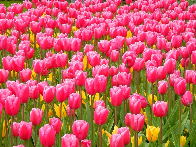 farebné tulipány